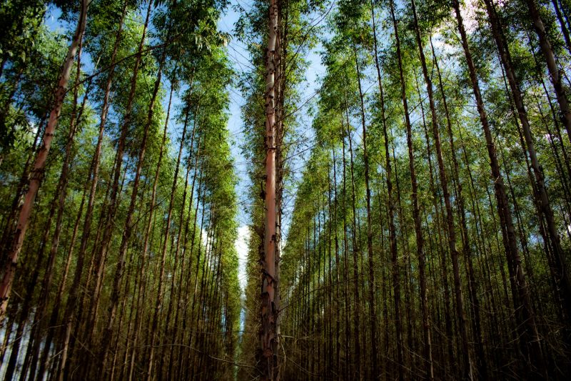 Tencel – Die nachhaltige Faser auf Basis von Holz