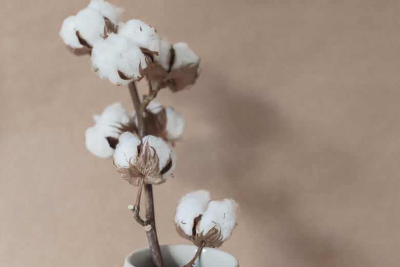 Baumwolle: 5 Gründe, warum Bio-Baumwolle die bessere Wahl ist